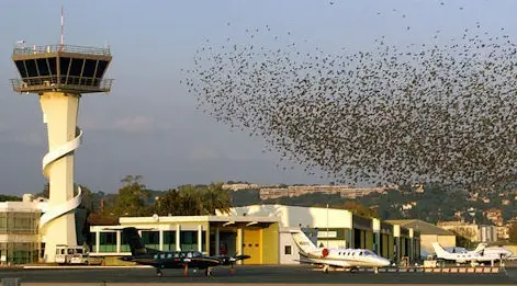 Bird Detection Radar