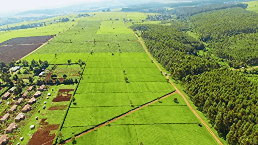 Nandi Tea Estates