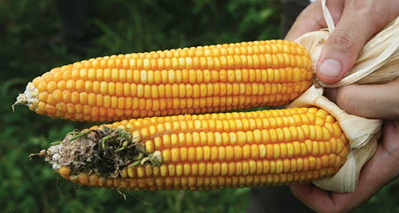 Activists Warn of Corporate Control Over Kenya’s Food Systems Amid Ongoing GMO Debate